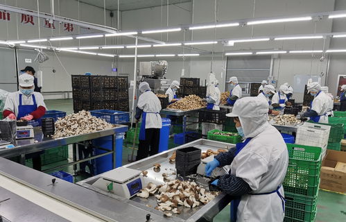 守護(hù)舌尖上的安全 寶山食品生產(chǎn)企業(yè)開(kāi)展自律互查活動(dòng)